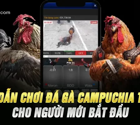 Hướng Dẫn Chơi Đá Gà Campuchia Tại Fb88 Cho Người Mới Bắt Đầu