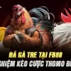 Đá Gà Tre Tại FB88 – Trải Nghiệm Kèo Cược Thomo Đỉnh Cao