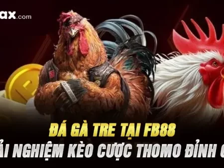 Đá Gà Tre Tại FB88 – Trải Nghiệm Kèo Cược Thomo Đỉnh Cao