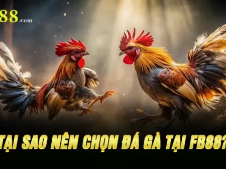 Tại Sao Nên Chọn Đá gà Mỹ Tại Fb88?