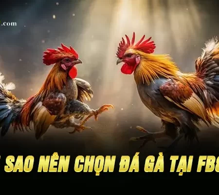 Tại Sao Nên Chọn Đá gà Mỹ Tại Fb88?