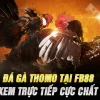 Đá Gà Thomo Tại Fb88 – Link Xem Trực Tiếp Cực Chất 2025